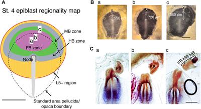 Epiblast cells gather onto the anterior mesendoderm and initiate brain development without the direct involvement of the node in avian embryos: Insights from broad-field live imaging